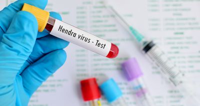 New strain of Hendra virus discovered in Australia